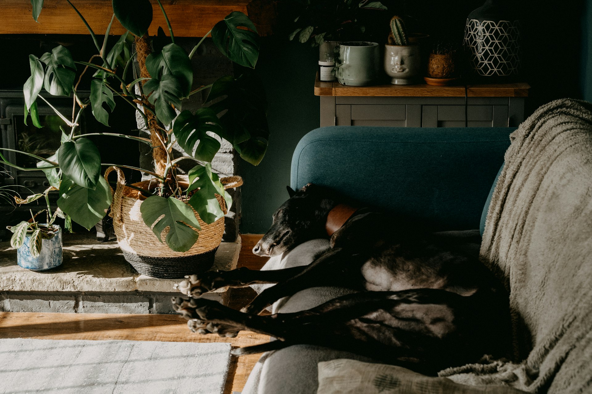 black and white short coated dog lying on gray couch